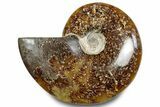 Polished Ammonite (Cleoniceras) Fossil - Madagascar #283329-1